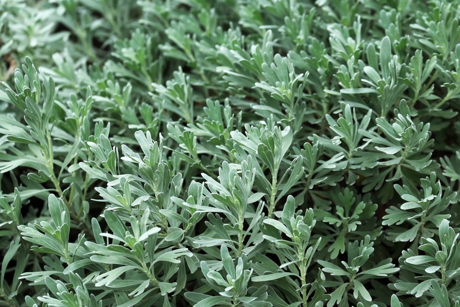 Close-up view of lush, green lavender plants with silvery-gray, narrow, elongated leaves that have a slightly fuzzy texture, arranged in dense clusters. The garden scene displays well-maintained lands